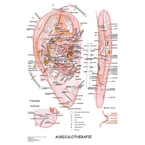 Anatomické mapy a modely